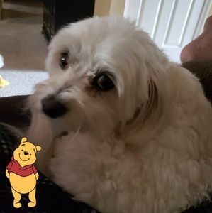 Meet your Posher, Larry